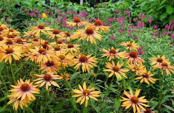 iStock-2013251499-Alex Manders-1248