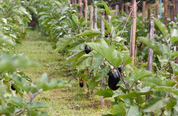 Comment avoir de belles aubergines dans son potager ? - Elle Décoration