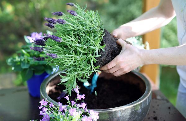 Cultiver la lavande en pot ou au jardin - Elle Décoration