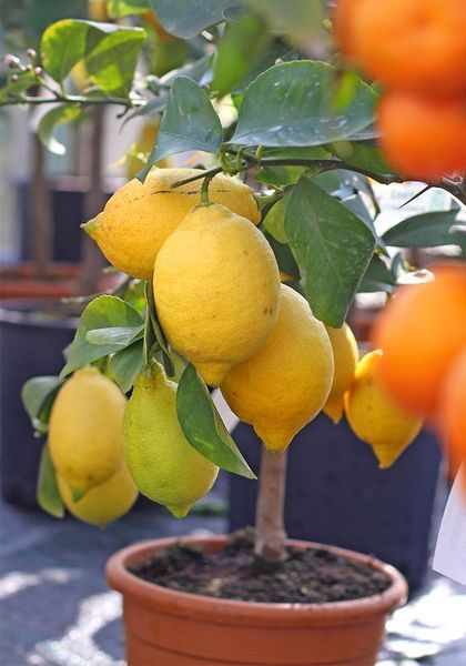 Engrais naturel pour Agrumes (Citronniers, orangers, kumquats