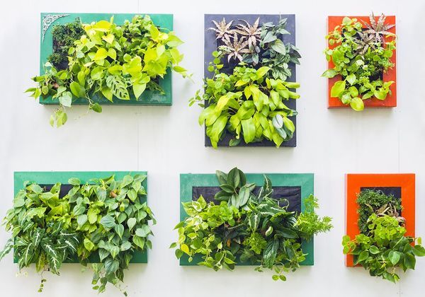 Tableau végétal, sublimer les plantes dans votre intérieur - Elle Décoration