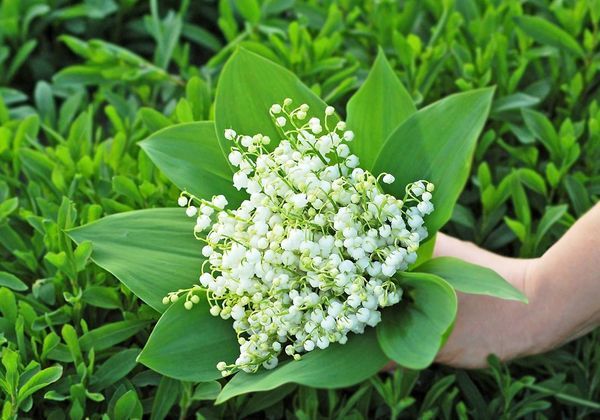Muguet : cultiver un brin de bonheur - Elle Décoration