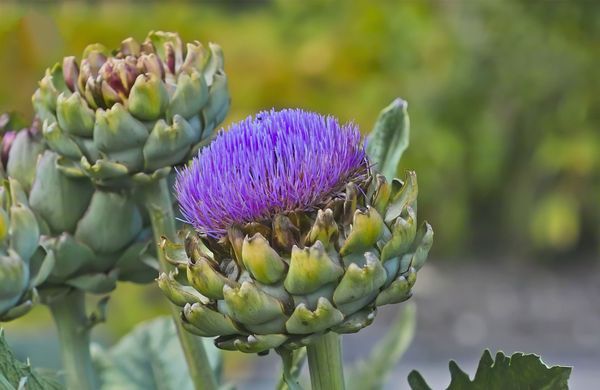 Comment avoir de beaux artichauts au potager ? - Elle Décoration