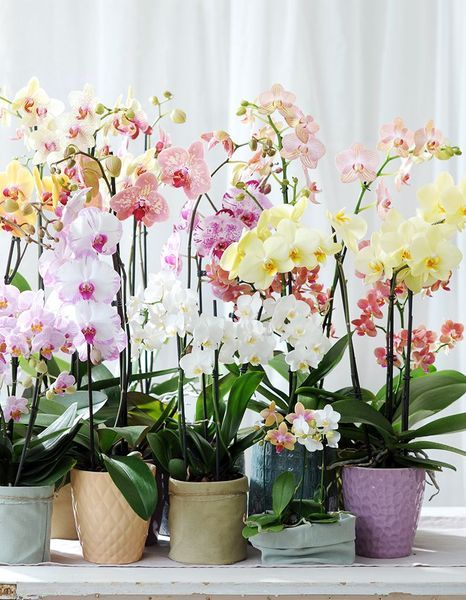 Phalaenopsis 2 - Radość kwiatów - Moja roślina, moje szczęście - 796 Phalaenopsis 2 - Radość kwiatów - Moja roślina, moje szczęście - 796