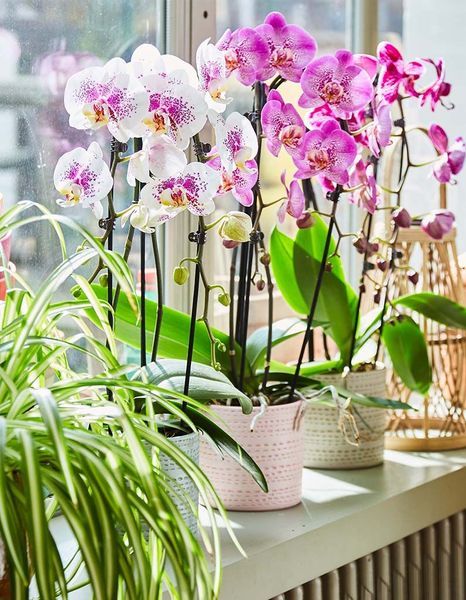 Entretien d'une orchidée en pot d'intérieur - Jardiland