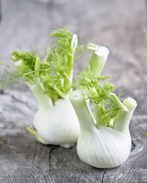 Fenouil Au Chevre Pour 4 Personnes Recettes Elle A Table Fenouil Au Chevre Pour 4 Personnes Recettes Elle A Table