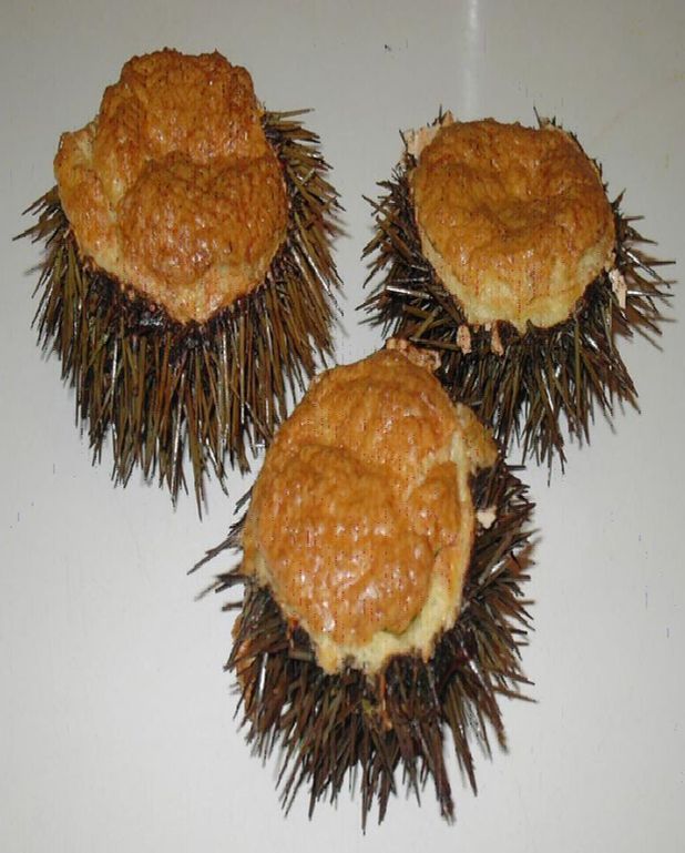 Oursins Soufles Pour 4 Personnes Recettes Elle A Table