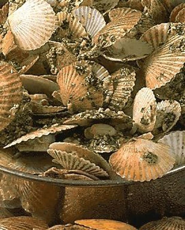 Petoncles Au Beurre D Escargot Pour 4 Personnes Recettes Elle A Table