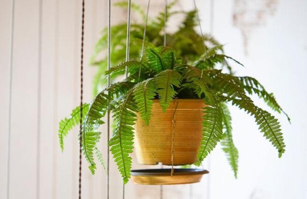 10 plantes d’intérieur qui absorbent l’humidité