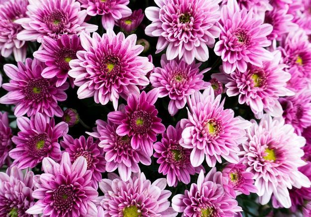 Pincez Et Bouturez Les Chrysanthemes Elle Decoration