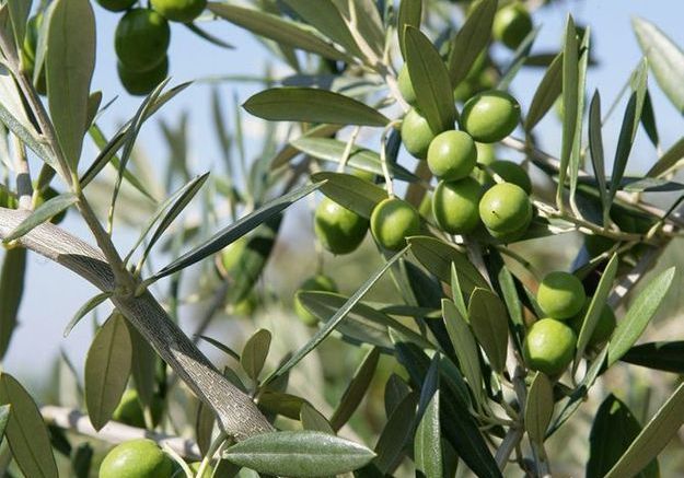 Quel Arbre Planter Dans Le Sud De La France Les Plantes Typiques Du Sud De La France Elle Decoration