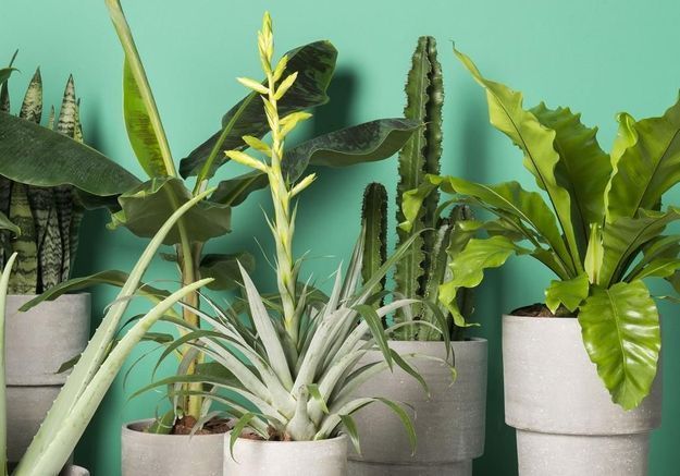 Vous ne tuerez plus jamais vos plantes grâce à ces 5 astuces toutes simples