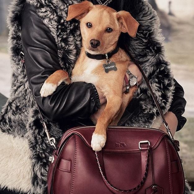 Miranda Kerr et Ariana Grande : leurs chiens stars de la campagne Coach
