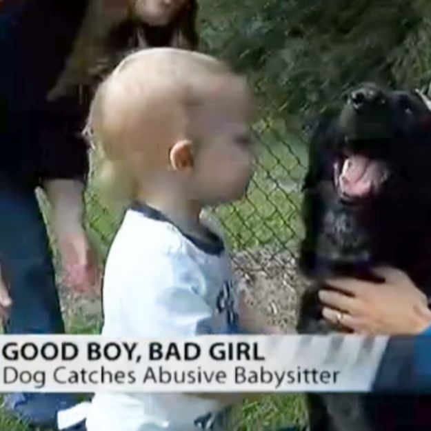 Un chien sauve un bébé maltraité par sa nounou