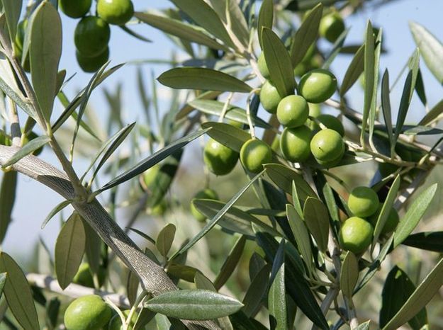 Les Plantes Typiques Du Sud De La France Elle Décoration