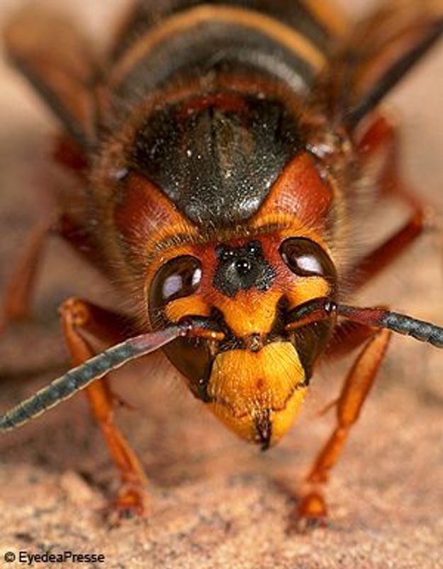 Des frelons asiatiques piquent six personnes en France - Elle