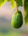 Sans gluten sans sucre : la recette de pâte à wrap à l'avocat prête en 5 minutes