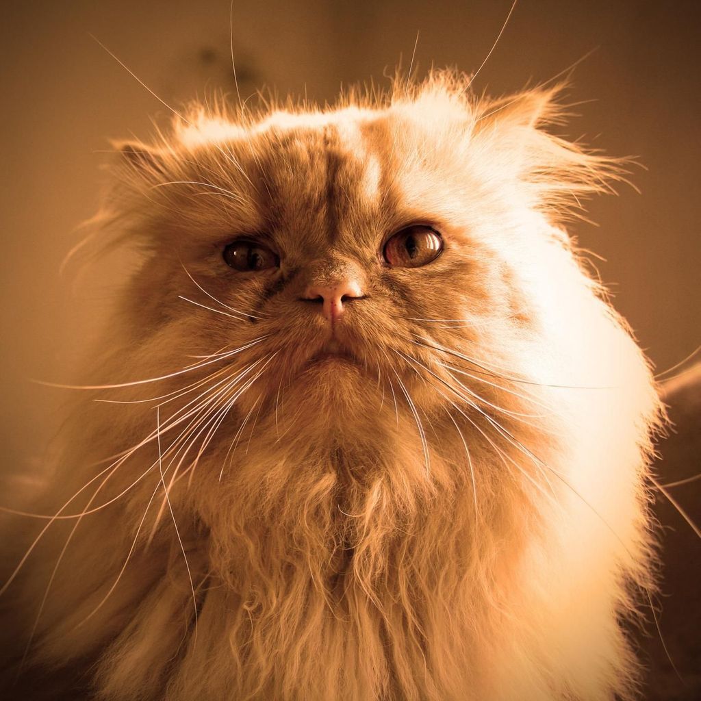 Pris En Otage Par Leur Chat Ils Appellent La Police Elle