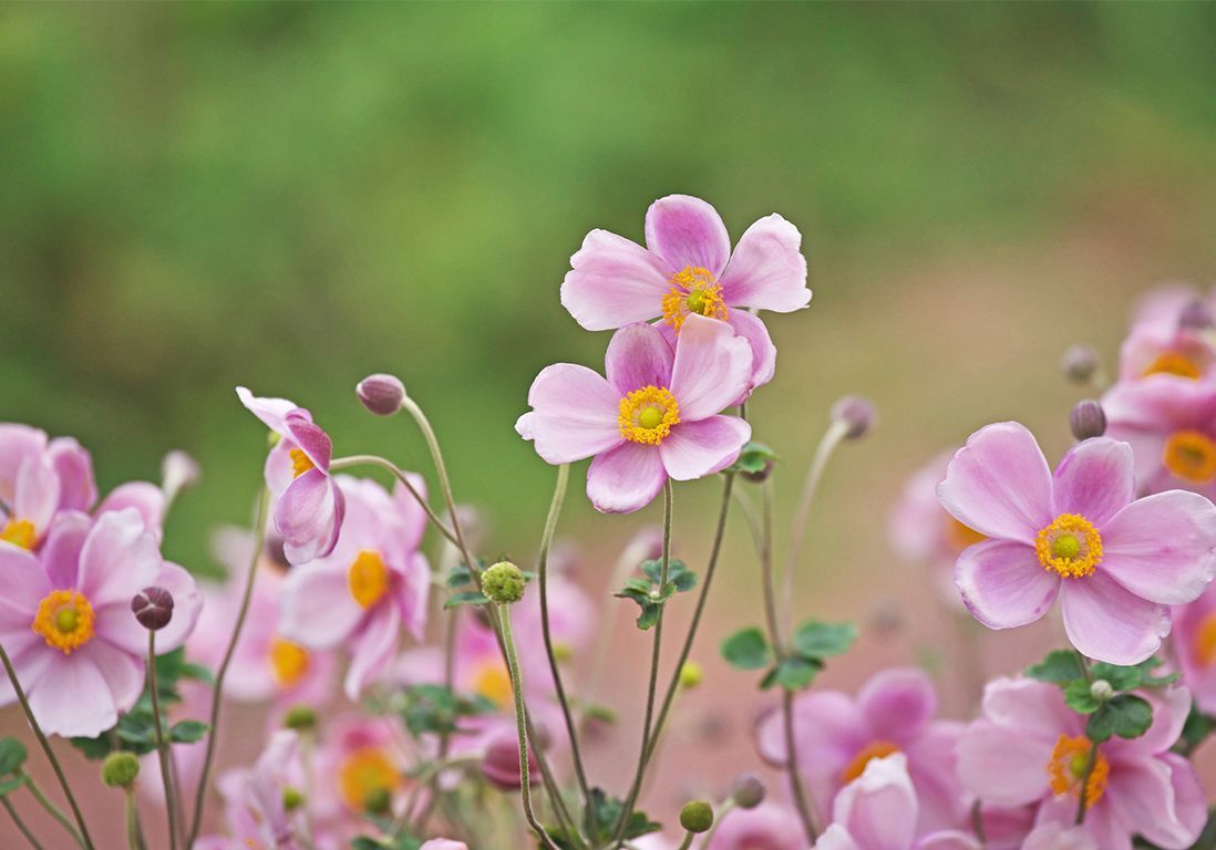 Fleurir le jardin avec les anémones du Japon - Elle Décoration