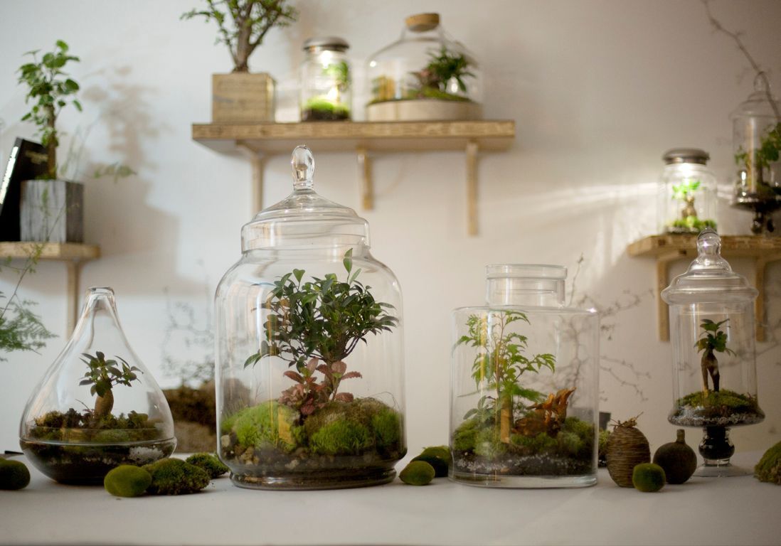 Van toepassing Vouwen Rendezvous Comment fabriquer un terrarium pour ses plantes - Elle Décoration