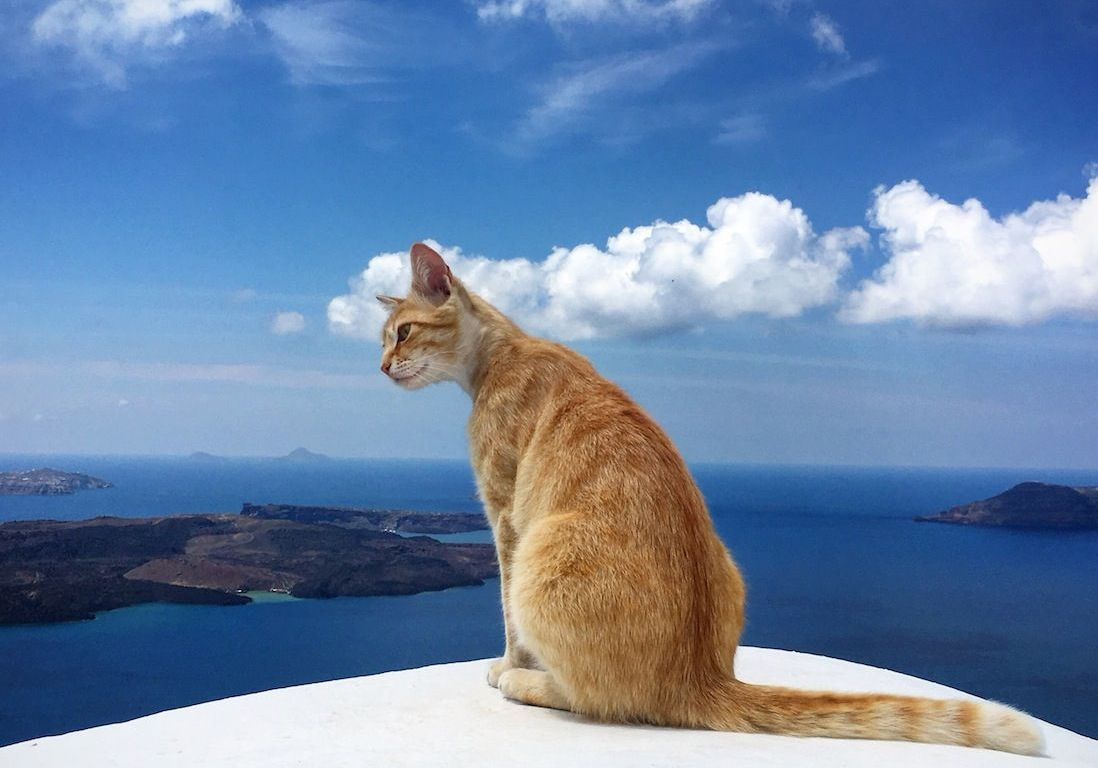 S Occuper De 55 Chats Sur Une Ile En Grece L Offre D Emploi D Un Couple Fait Le Buzz Sur Les Reseaux Sociaux Elle S Occuper De 55 Chats Sur Une Ile En Grece L Offre D Emploi D Un Couple Fait Le Buzz Sur Les Reseaux Sociaux Elle