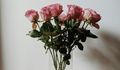 Pourquoi faut-il arrêter de jeter votre bouquet de Saint-Valentin lorsqu'il est fané ?