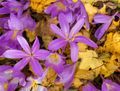 Le top 10 des fleurs colorées de l’automne