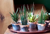 Comment entretenir un Jasmin ? - Elle Décoration