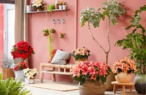 6 plantes d'intérieur fleuries à adopter pour l'hiver