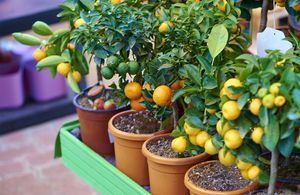 Citronnier, oranger, kumquat, soigner les agrumes en hiver ?