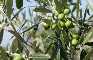 Tailler un olivier