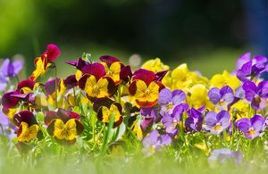 Cultiver des pensées pour des floraisons abondantes au jardin
