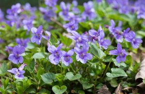 Les violettes odorantes, annonciatrices du printemps