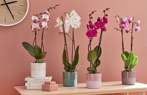 Phalaenopsis, comment avoir une orchidée en fleurs toute l’année