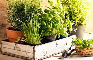 Comment soigner ses herbes aromatiques