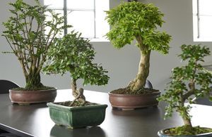 Zoom sur une plante résolument japonaise : le Bonsaï