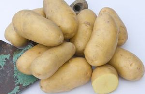 5 variétés de pommes de terre à connaître