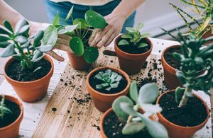Les meilleurs comptes Instagram à suivre pour les amoureux des plantes