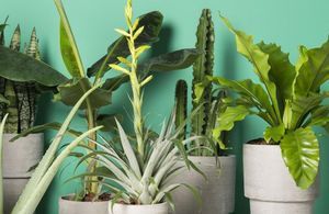 Vous ne tuerez plus jamais vos plantes grâce à ces 5 astuces toutes simples
