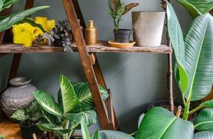 Canicule : 5 plantes d'intérieur pour garder votre maison fraîche 