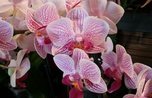 Journées des Orchidées aux Jardins du Manoir d’Eyrignac