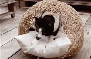 DIY : faire un panier pour chat avec un ballon