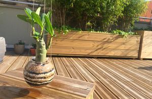 DIY : créez votre propre suspension végétale