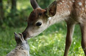 « Bambi » raconté par Mylène Farmer : la bande-annonce est sortie