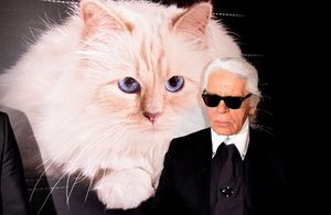 Karl Lagerfeld : non, son chat Choupette n’héritera pas de sa fortune