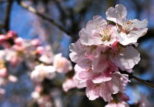 Et si les parfums à l’amende étaient les it produits de 2026 ?