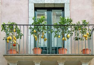 10 arbres fruitiers à planter sur son balcon