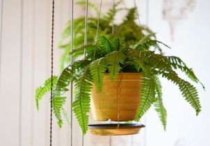 10 plantes d’intérieur qui absorbent l’humidité