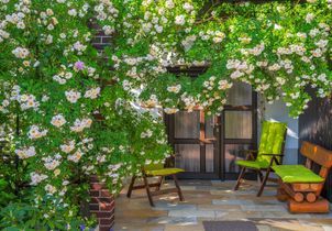 6 plantes grimpantes pour ombrager une terrasse ou un balcon 