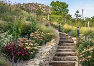 8 plantes pour une rocaille au soleil